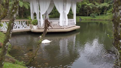 Cisne-Blanco-Nada-En-El-Estanque-Con-Peces-Junto-A-Una-Glorieta-Blanca