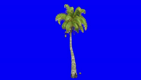 3D-Kokospalme-Mit-Windeffekt-Auf-Blauem-Bildschirm,-3D-Animation
