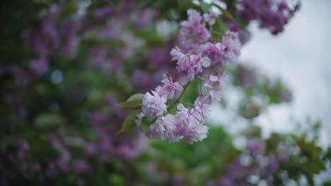 Blooming-bush-moving-in-the-wind-in-early-April