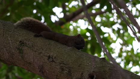 Cute-little-Pallas's-squirrel-spotted-on-the-tree-bark,-uses-its-tiny-paws-to-hold-and-nibble-on-the-food-at-Daan-Forest-Park-in-Taipei,-Taiwan,-close-up-shot