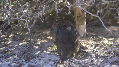 Wallaby-Australiano-Bebé-Comiendo-Hojas-Debajo-De-Un-Arbusto
