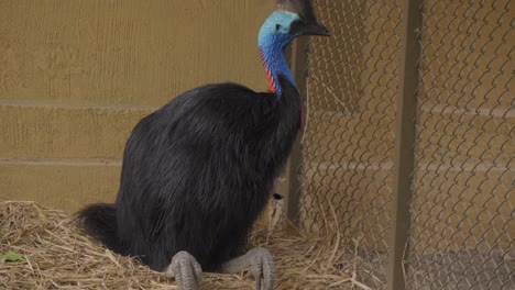 Cassowary-perched-in-its-nest-in-a-cage