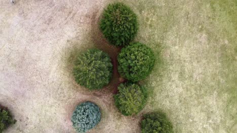 aerial-flyover-of-some-trees-in-a-grassy-maintained-field