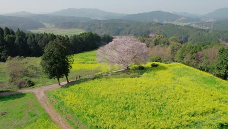 A-single-cherry-blossom-tree-in-Saga-Prefecture,-Kyushu,-Japan