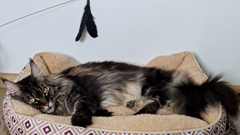 Gato-Maine-Coon-Descansando-Y-Mirando-A-La-Cámara