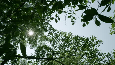 Ein-Schönes-Laub-Mit-Einer-Leichten-Brise-Auf-Sonnenlicht-Stern