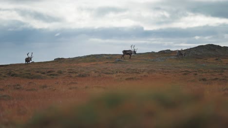 A-small-herd-of-reindeer-roams-through-the-autumn-tundra-feeding-on-moss-and-lichen