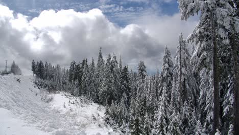 Winterly-Nature-With-Snow-Covered-Pine-Trees-Against-Cloudscape