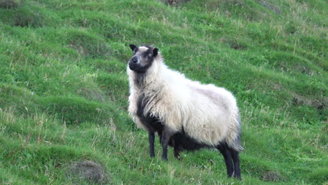 Icelandic-Sheep-Grazing-in-Green-Pasture-and-Hillside-of-Heimaey-Island