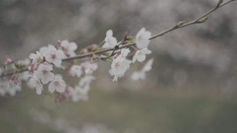 A-close-up-on-cherry-blossoms-petals