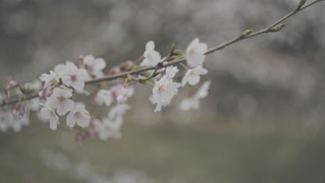 Un-Primer-Plano-De-Los-Pétalos-De-Las-Flores-De-Cerezo