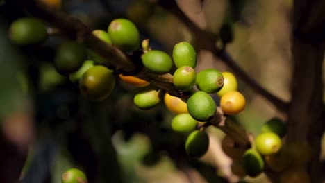 Branch-of-Coffee-Plant-Maturing-Green-and-Yellow-Berries,-Macro