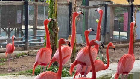 De-Cerca-Flamencos-Espátula-Rosada-Pájaro-Sudamérica-Blanco-Color-Rosa