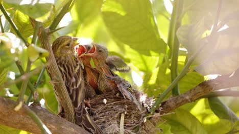 Vogelbabys-Im-Nest,-Die-Von-Einer-Samtkopfgrasmücke-Gefüttert-Werden,-Die-Mutter-Kümmert-Sich-Um-Die-Im-Nest-Neugeborenen-Vogelbabys