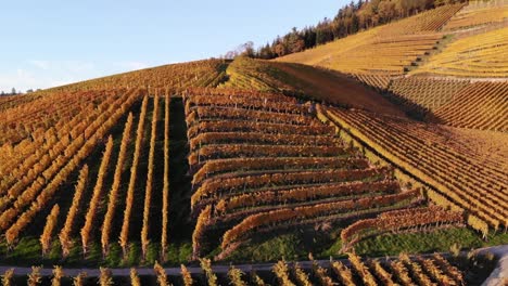 Vineyards-glow-in-colorful-autumn-colors