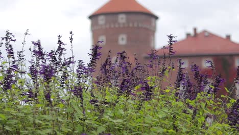 Purple-flowers-in-front-of-the-Wawel-Royal-Castle-in-Krakow,-Poland