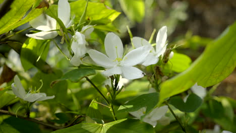 Bauhinia-Acuminata-Pflanze-Mit-Weißen-Blüten-Und-Kleinen-Bienen-Im-Flug