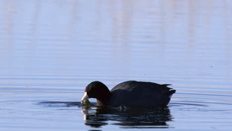 Bird-close-up:-American-Coot-dabbling-to-feed-on-aquatic-pond-plants