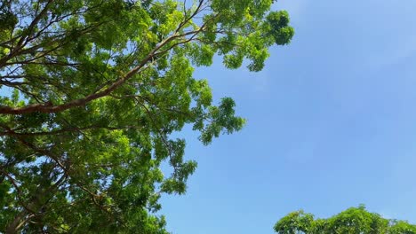 Vista-Verdosa-De-árboles-Con-Cielo-Azul