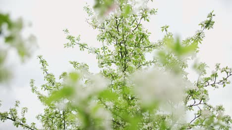 Flores-De-Almendro-Meciéndose-En-El-Viento-Del-Jardín