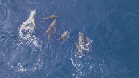 Vista-única-De-Una-Manada-De-Delfines-Apareándose-Y-Mostrando-Un-Comportamiento-De-Cortejo-En-El-Agua-Azul-Del-Océano