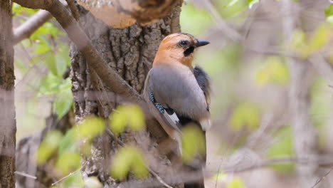 Eurasian-jay-Preening-perched-on-tree-in-spring-Norway