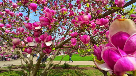 Shot-of-beautiful-blossom-trees-with-pink-flowers-in-a-park-in-Prague,-Czech-Republic-on-a-spring-day