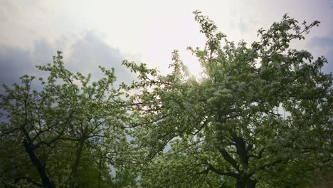 Flores-De-Almendro-Meciéndose-Con-La-Brisa-Del-Jardín.