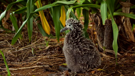 Baby-Albatros-Entspannt-Sich-In-Zeitlupe-Unter-Großen-Grünen-Blättern