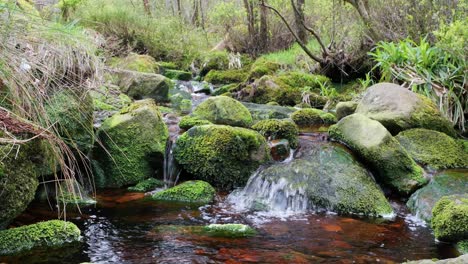 Slow-moving-forest-stream-waterfall,-nature's-serenity-scene-with-tranquil-pool-below,-lush-greenery-and-moss-covered-stones,-sense-of-peacefulness-and-untouched-beauty-of-nature-in-forest-ecosystem