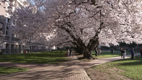 Studenten-Entspannen-Unter-Rosa-Kirschbäumen-An-Der-Universität-Von-Washington