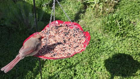 Dos-Cardenales-En-Comedero-Para-Pájaros