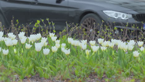 Tulipanes-Blancos-En-Un-Entorno-Urbano,-Autos-Estacionados,-Floración-Primaveral,-Vida-Urbana-Yuxtapuesta-Con-La-Naturaleza,-Vista-A-La-Calle,-Nivel-Del-Suelo,-Hojas-Verdes