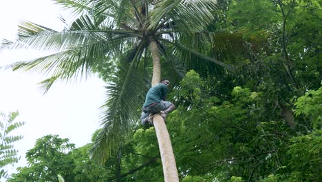 African-Young-Black-Man-Climbing-Palm-Tree-In-Zanzibar-Island,-Tanzania,-Africa