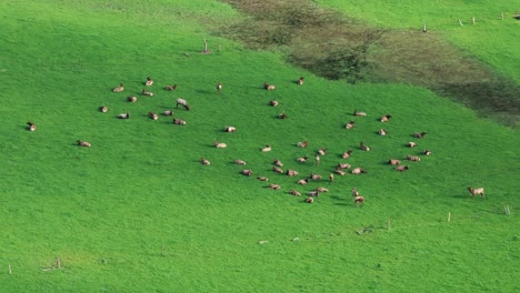 Statische-Luftaufnahme-Einer-Elchherde-Auf-Einer-Grünen-Wiese,-Die-Mit-Einer-Drohne-Grast