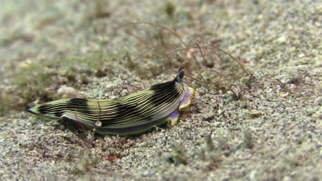 Unterwasseraufnahme-Der-Nacktschnecke-Armina-Semperi,-Die-Von-Links-Nach-Rechts-über-Den-Sandboden-Kriecht