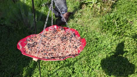 Cardinal-and-Blackbird-fight-on-bird-feeder