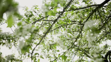 Apfelblüte-Nahaufnahme-Im-Frühling