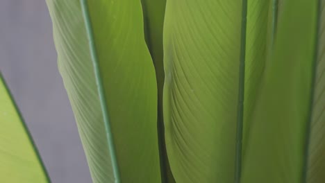 Artificial-plants-with-Plastic-realistic-leaves-and-plants