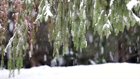 Nahaufnahme-Eines-Schneesturms,-Schnee-Fällt