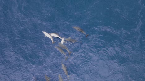 Eine-Große-Delfinschule,-Die-Sich-Im-Blauen-Ozeanwasser-Paart-Und-Ihr-Balzverhalten-Zeigt