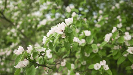 Jardín-Fresco-Manzana-Flor-Belleza