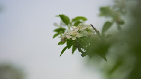 Close-Up-of-Spring-Apple-Flowers