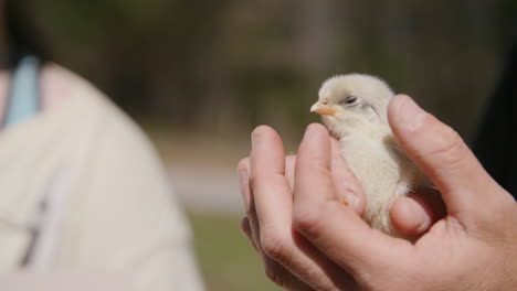 Slow-motion-footage-of-a-person-holding-a-small-chick-and-petting-it's-head-with-their-thumb