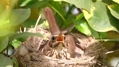 Echte-Drossel-Im-Nest-Mit-Eiern-Füttern-Babys