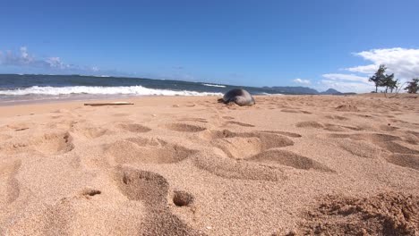 Hawaiianische-Mönchsrobbe,-Kauai-Wildtiere,-Mönchsrobbe,-Pazifikinseln