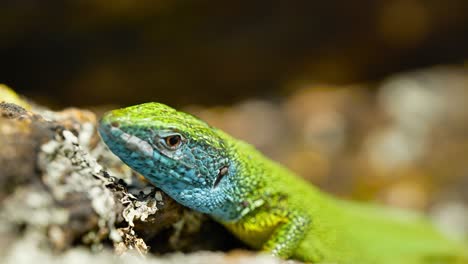 Un-Lagarto-Vibrante-Toma-El-Sol-Sobre-Una-Superficie-Rocosa,-Sus-Coloridas-Escamas-Brillan-Bajo-La-Luz-Del-Sol