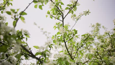 Almond-Blossoms-Fluttering-in-Garden-Wind