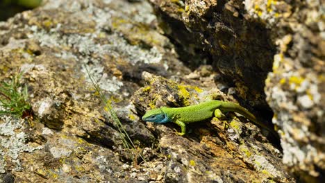 A-vibrant-lizard-basks-in-the-sun-on-a-rocky-surface,-its-colorful-scales-glinting-in-the-sunlight