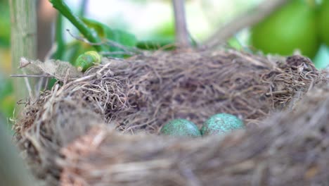 The-common-blackbird-Turdus-merula-blue-colored-eggs-in-a-nest